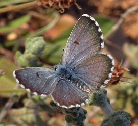 Male Panoptes Blue - Pseudophilotes panoptes